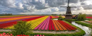 Tulip Windmill